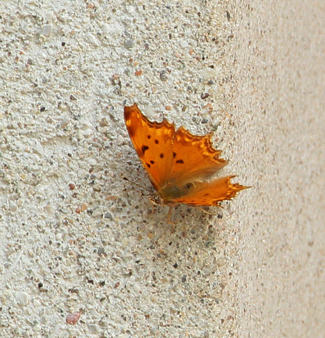 Polygonia egea 6