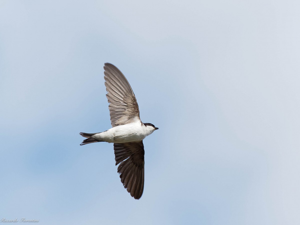 Balestruccio in volo