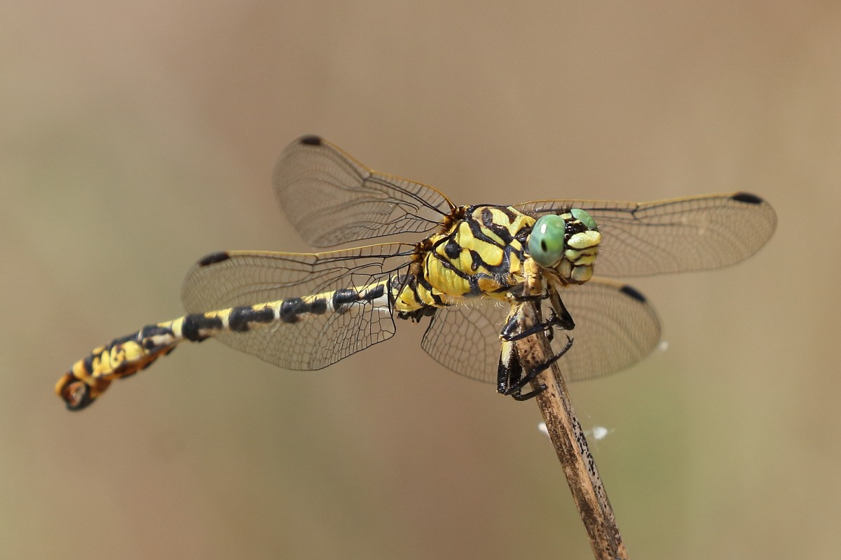 Onychogomphus forcipatus