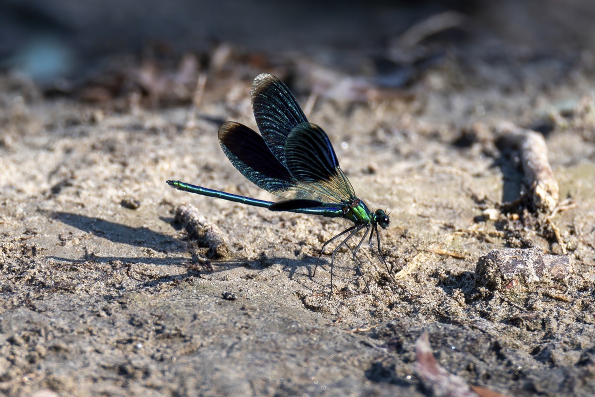 Calopteryx splendens-2-ritaglio