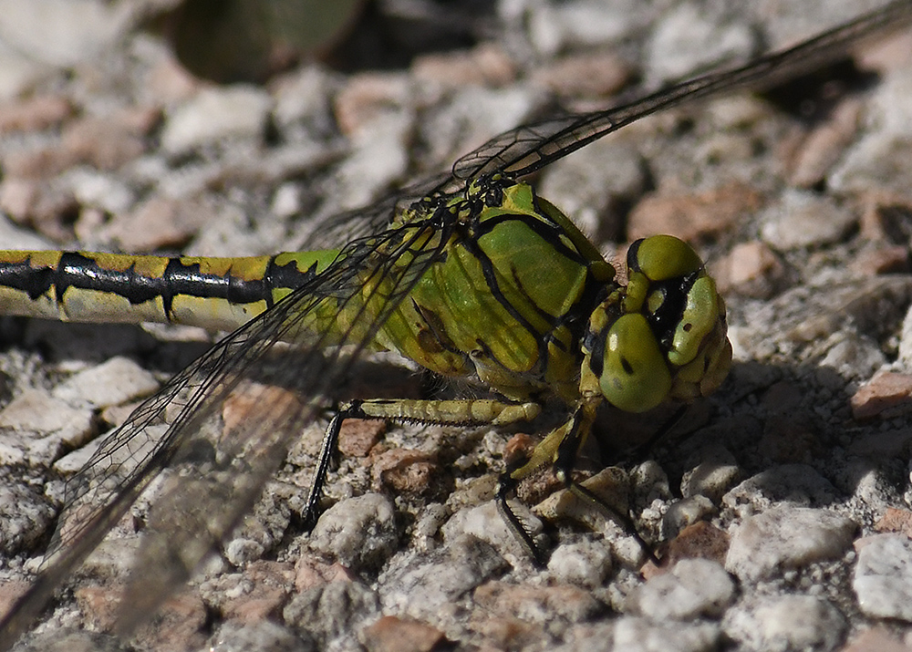 Ophiogomphus cecilia