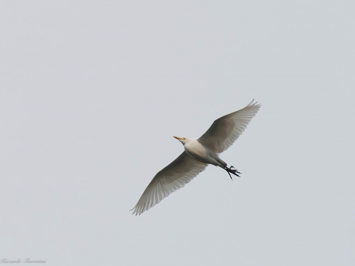 Airone guardabuoi in volo