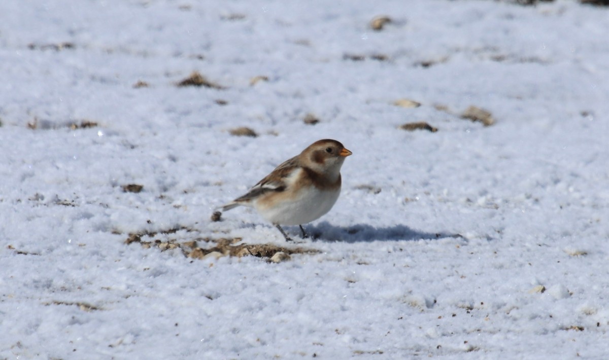 Zigolo nevi Bocca di Selva 13-02-2021 (9)