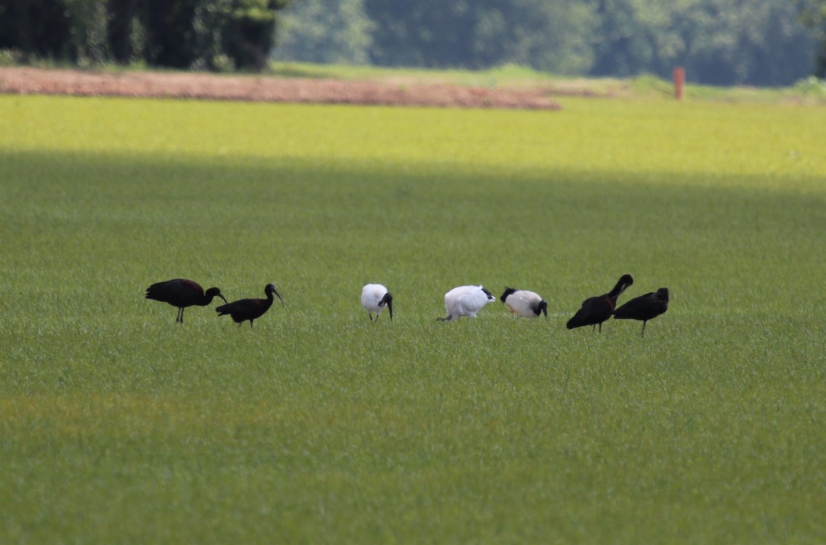 Mignattai e Ibis sacri Stagni di Isola d.Scala 24-05-21 (3)