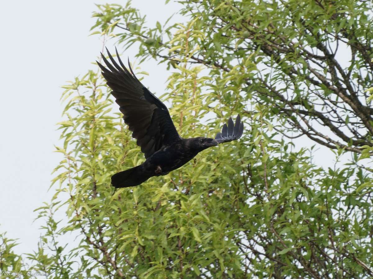 Corvo imperiale in volo