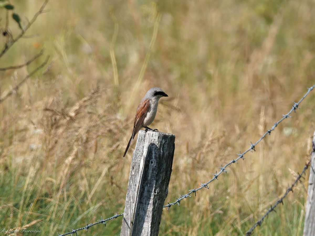 Averla piccola - Campo Retratto 1