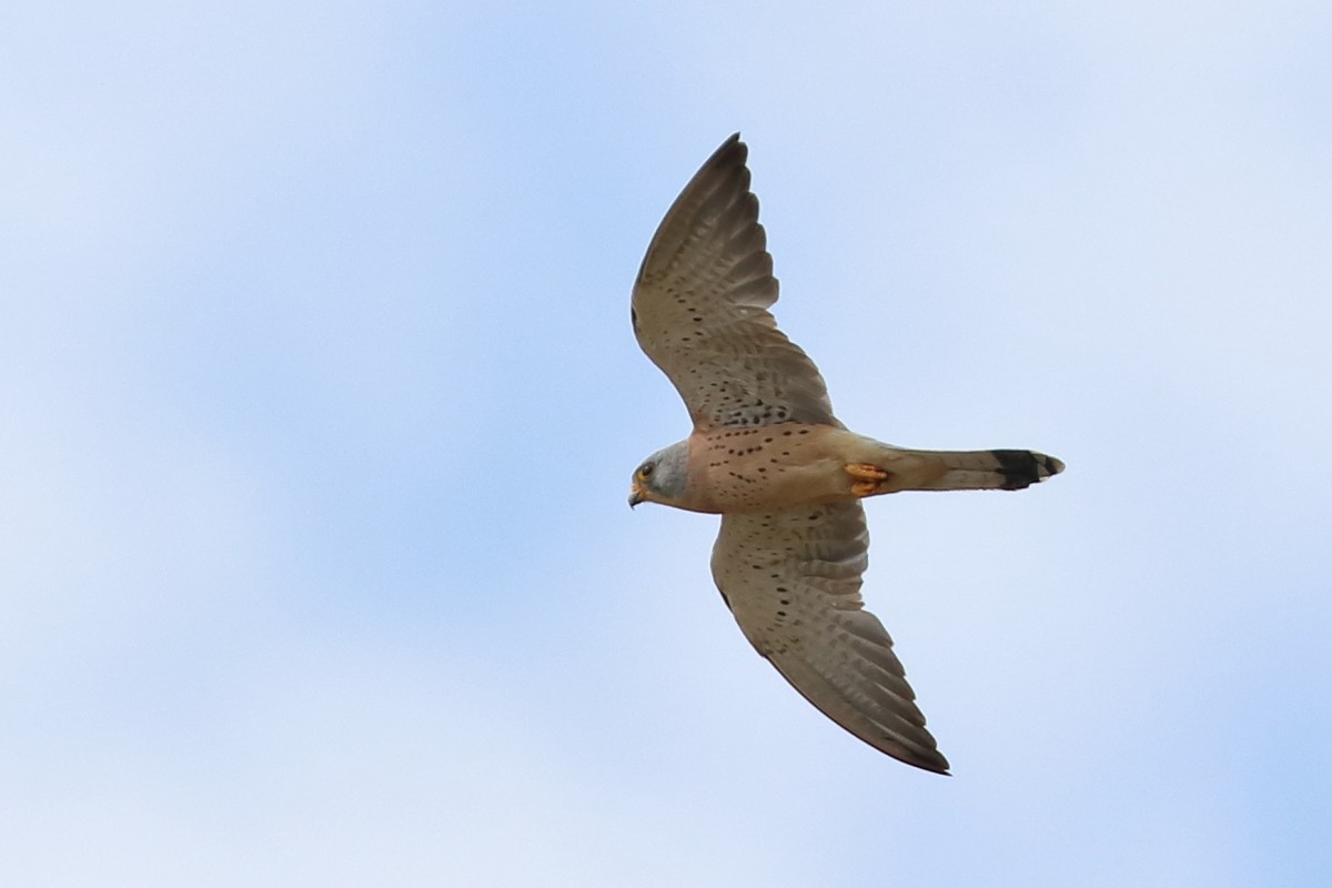 LKestrel