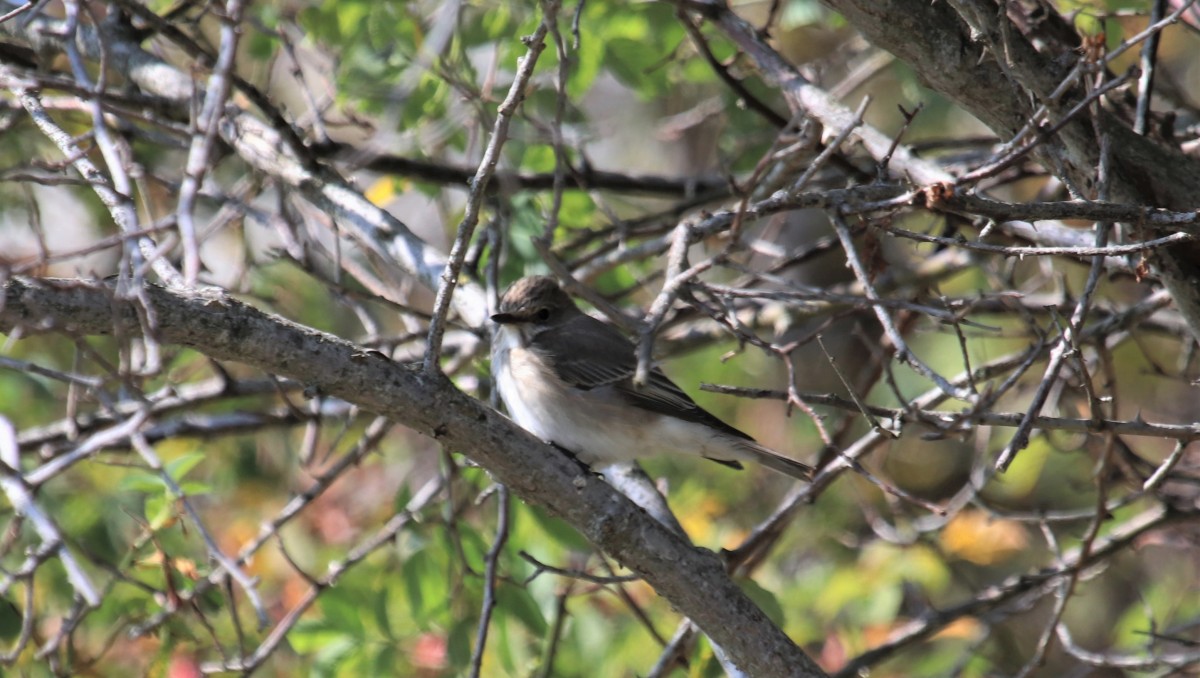 Pigliamosche m.ga Volpina Vallene, Lessinia 24-09-21 foto E.Grippo (1)