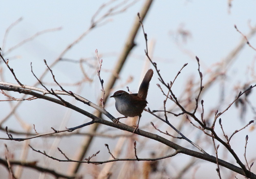 usignolo di fiume-feb22