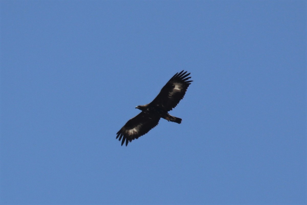 Aquila reale m.ga Volpina 27-03-22