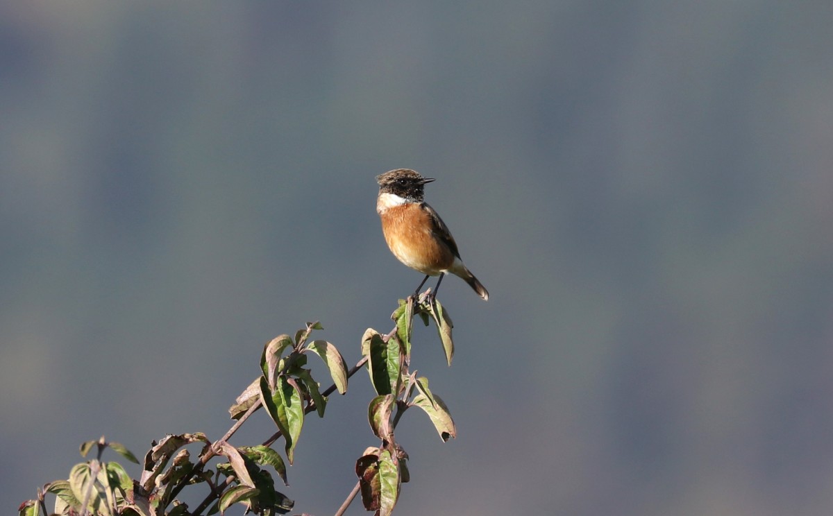 Saltimpalo, c.trada Bertasi, Vallene (Lessinia) 26-10-22 (1)