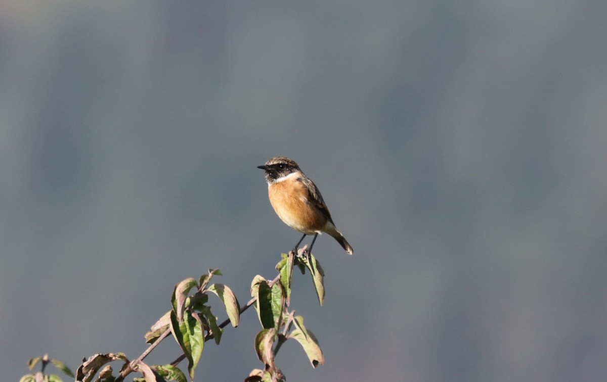 Saltimpalo, c.trada Bertasi, Vallene (Lessinia) 26-10-22 (2)