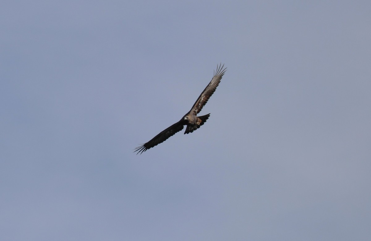 Aquila reale m.ga Volpina di Vallene (Lessinia) 24.11.23 (1)