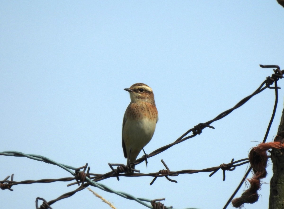 Stiaccino, m.ghe alte di Vallene (Lessinia) 03.09.23