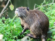 Nutria a Pastrengo