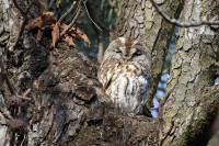 Allocco	Strix aluco	Tawny Owl