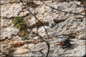 Picchio muraiolo	Tichodroma muraria	Wallcreeper