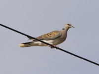 Tortora selvatica	Streptopelia turtur	Eurasian Turtle Dove