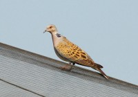 Tortora selvatica	Streptopelia turtur	Eurasian Turtle Dove