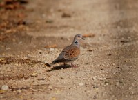 Tortora selvatica	Streptopelia turtur	Eurasian Turtle Dove