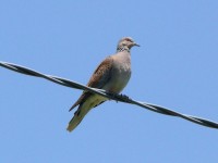 Tortora selvatica	Streptopelia turtur	Eurasian Turtle Dove