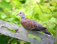 Tortora selvatica	Streptopelia turtur	Eurasian Turtle Dove