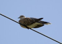 Tortora selvatica	Streptopelia turtur	Eurasian Turtle Dove