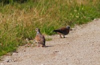 Tortora selvatica	Streptopelia turtur	Eurasian Turtle Dove