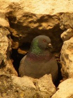 Piccione di città Columba livia Rock Dove