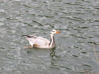 Oca indiana Anser indicus Bar-headed Goose