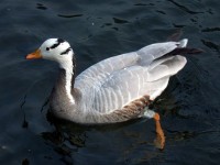 Oca indiana Anser indicus Bar-headed Goose