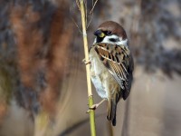 Passera mattugia	Passer montanus	Eurasian Tree Sparrow