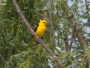 Rigogolo	Oriolus oriolus	Eurasian Golden Oriole