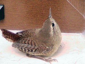 Scricciolo	Troglodytes troglodytes	Winter Wren