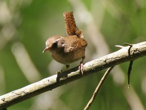 Scricciolo	Troglodytes troglodytes	Winter Wren