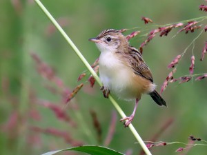 Beccamoschino	Cisticola juncidis	Zitting Cisticola