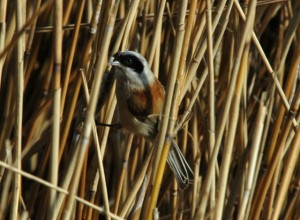 Pendolino	Remiz pendulinus	Penduline Tit