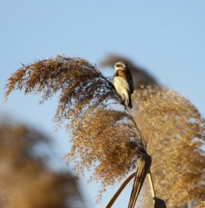 Pendolino	Remiz pendulinus	Penduline Tit