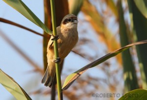 Pendolino	Remiz pendulinus	Penduline Tit