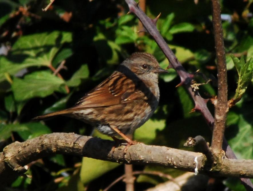 Passera scopaiola