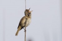 Cannareccione	Acrocephalus arundinaceus	Great Reed Warbler