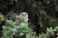 Civetta	Athene noctua	Little Owl