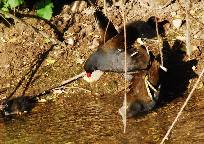 Gallinella