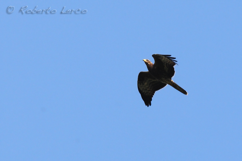 Falco_pecchiaiolo_Honey_Buzzard2