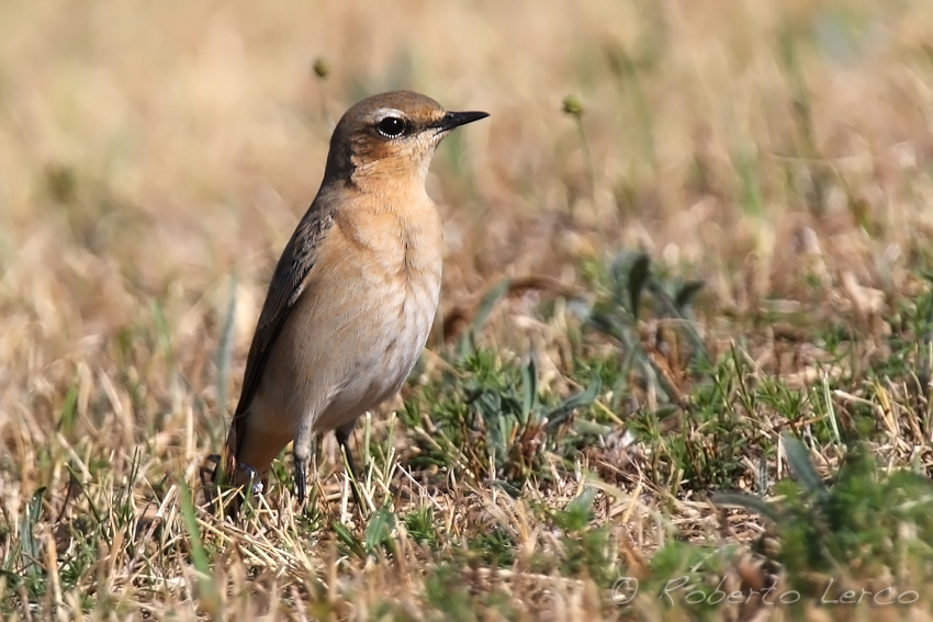 Culbianco_Wheatear