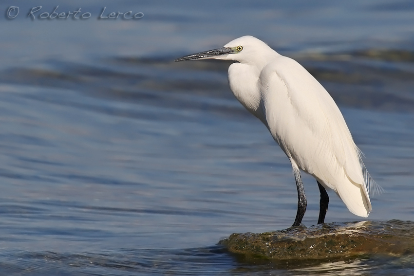 Garzetta_Egretta_garzetta1