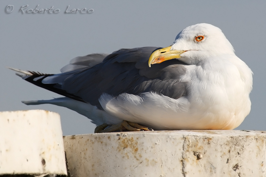 Gabbiano_reale_Larus_michahellis