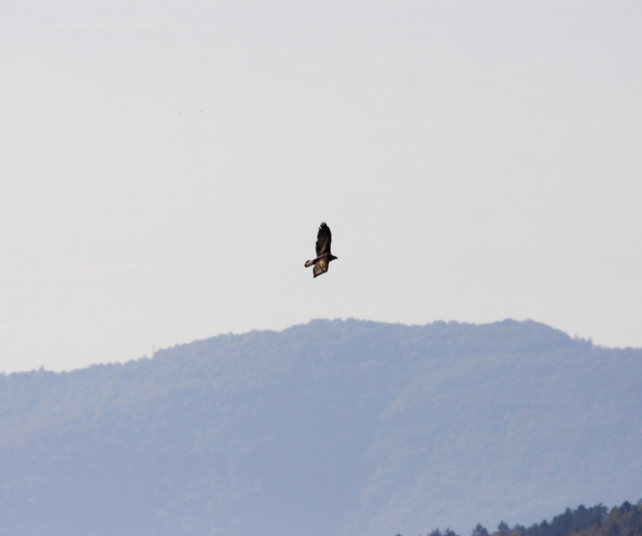 Aquila reale 2 - 25.10.09