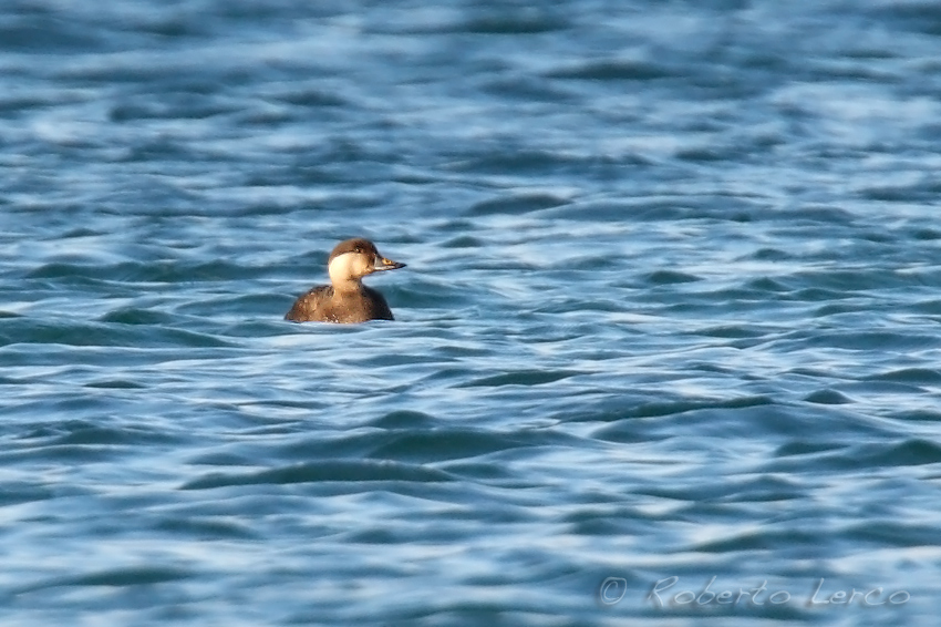 Common Scoter