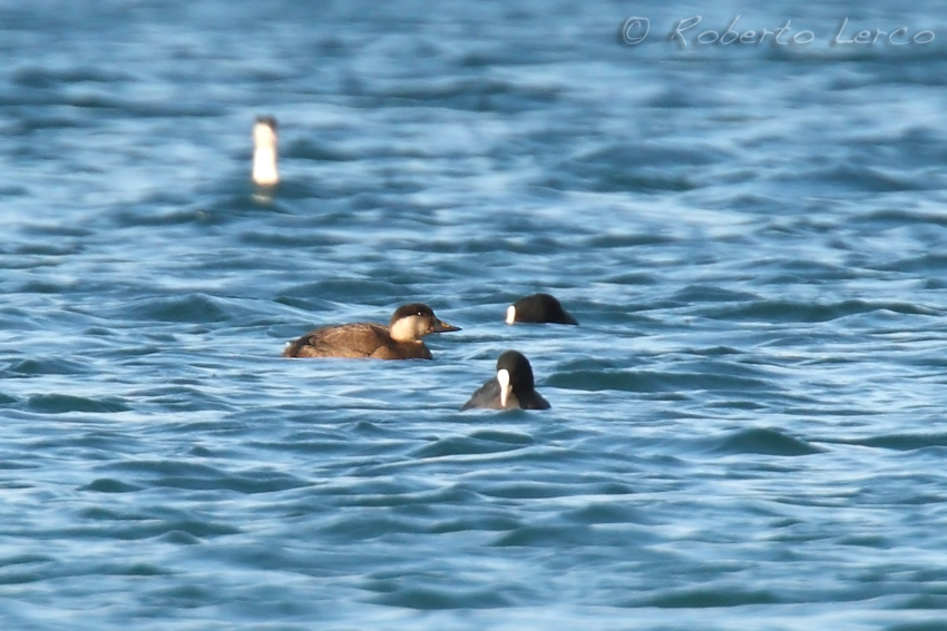 Orchetto_marino_Melanitta_nigra_Commo_Scoter1